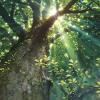 Peaceful-XXX